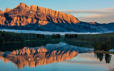 如朱鹮、金雕、黑鹳等