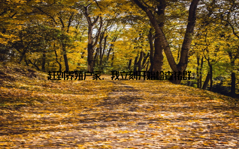 赶到养殖户家, 我立刻开始检查猪群