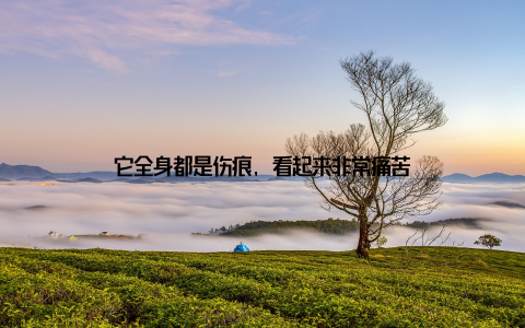 它全身都是伤痕, 看起来非常痛苦