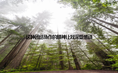 这种团结协作的精神让我深受感动